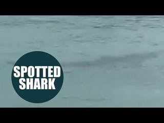 Public warned to stay out of water after shark spotted in Cornish harbour