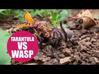 Giant wasp attacks and kills a tarantula
