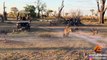 Lioness Takes a Beating by Wild Dogs to Save Her Cub - Latest Sightings Pty Ltd