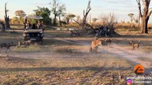 Lioness Takes a Beating by Wild Dogs to Save Her Cub - Latest Sightings Pty Ltd