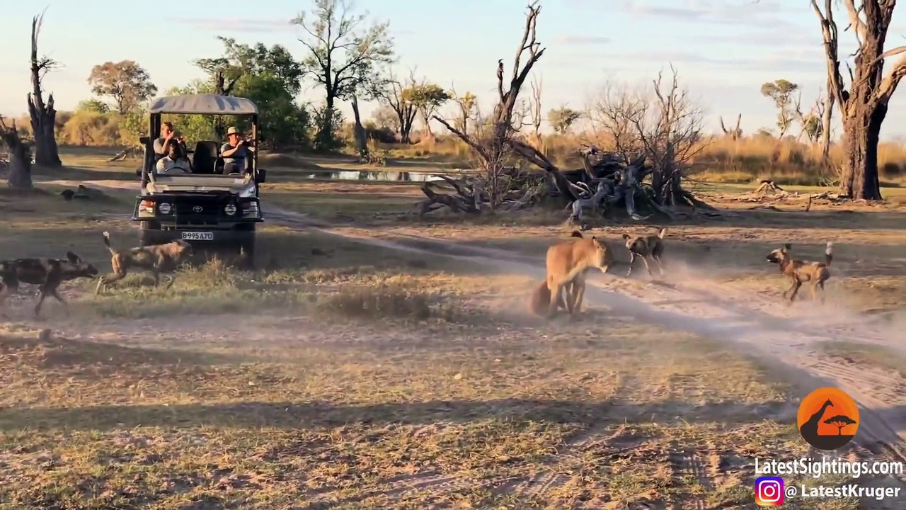 Lioness Takes a Beating by Wild Dogs to Save Her Cub - Latest Sightings Pty Ltd
