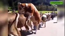 اكثر فيديو مضحك فى العالم للحيوانات مع الانسان ... هتموووت من الضحك