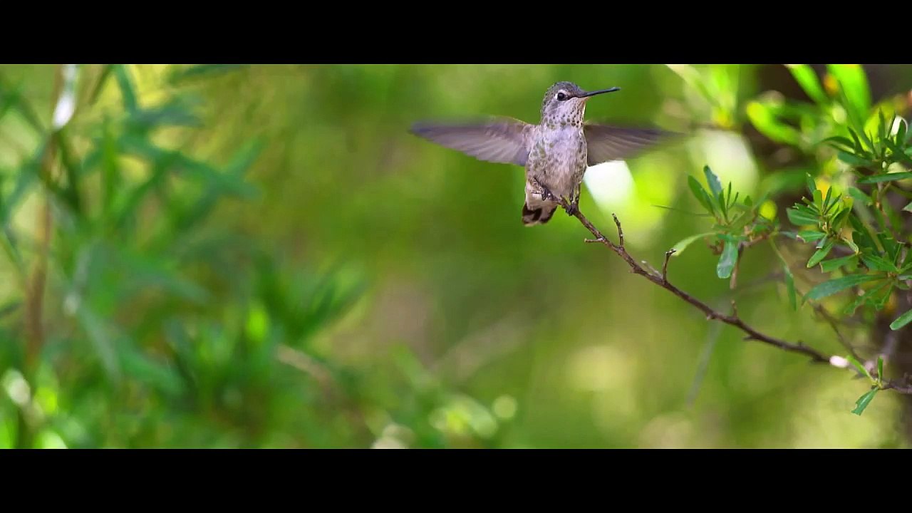 Bande-annonce PLANETE+ les 30 ans