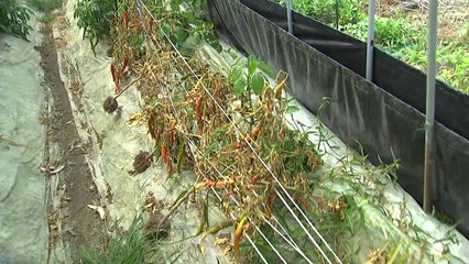 폭염에 병해충 급증...농민 '삼중고' / YTN