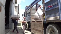 Afyonkarahisar Sandıklı'da 1200 Ton Haşhaş Kapsülü Alımı Bekleniyor Hd