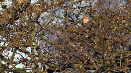 Dawn Chorus The Sounds of Spring (4 May 2015) part 2/2