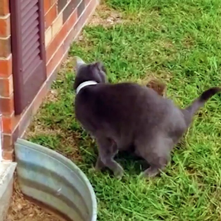 Cats are amazing. [ View more videos by clicking links in the description]