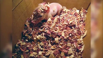 Sometimes animals are makes us happy. [ View more videos by clicking links in the description]