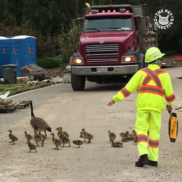 Animals are making road traffic. [ View more videos by clicking links in the description]