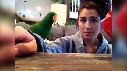 Funny Parrot & Bird Videos Weekly Compilation 2017 | Funny Pet Videos