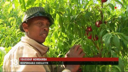 Série de l'été : pêches et nectarines, douceurs des vacances