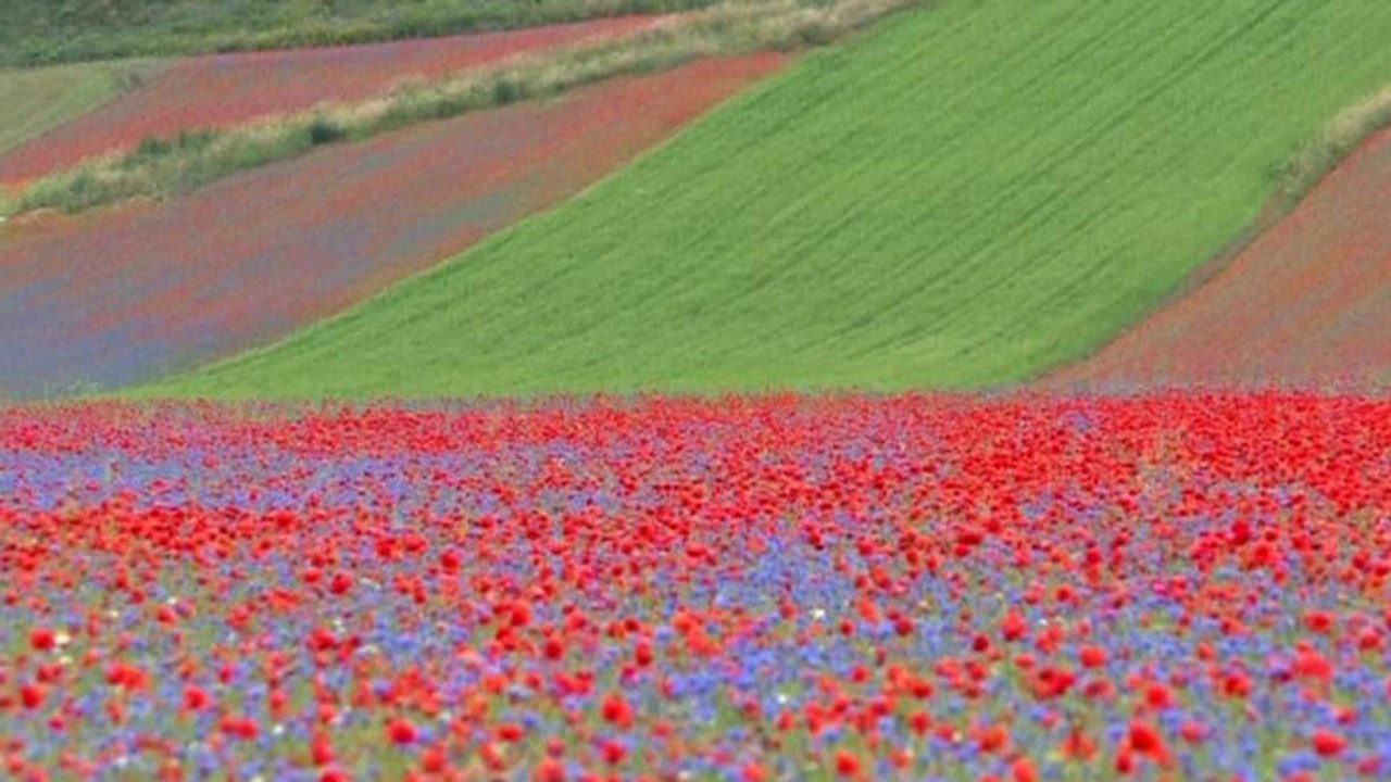 Italian landscape stuns as thousands of flowers bloom