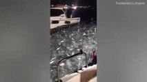Quand des milliers de sardines sautent en même temps entre 2 bateaux de pecheurs
