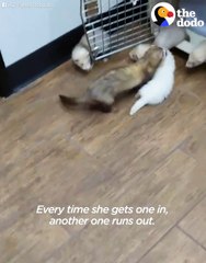 Animals love their babies a lot.  [ View more videos by clicking links in the description]