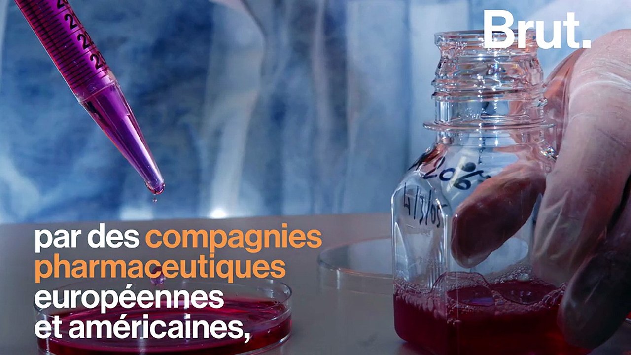 Avortées, saignées, maltraitées… Le calvaire des juments dans les “fermes à sang“