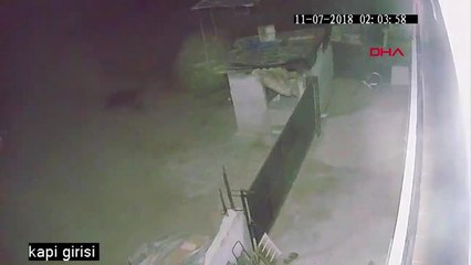 Aydın Tavuk Çalmak İsteyen Kişiyi Sandalyeyle Kovaladı Hd