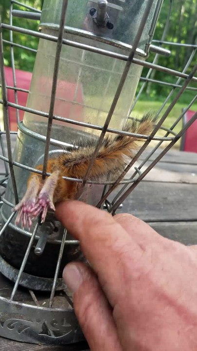Chipmunk Stuck in Bird Feeder