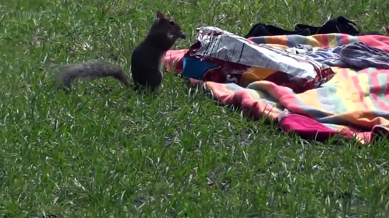 FUNNY SQUIRRELS ★ TOO CUTE! [Funny Pets]