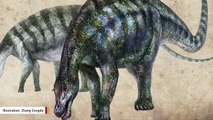 'Amazing Dragon' Fossils Yield Dinosaur Discovery In China