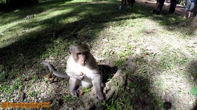 Singe drôle et jolie fille - Singes vidéo drôles EP 1