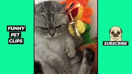 Tik Tok Pets: Funny - Cute Videos #2