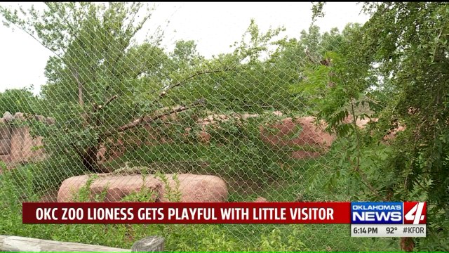Video of Lioness Interacting with Girl, Simba Toy at Oklahoma Zoo Goes Viral