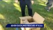 7 Ducklings Rescued from Storm Drain in Pennsylvania