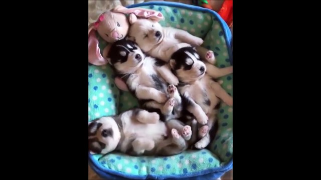 Cute Cats and Dogs Compilation - Funny Kittens and Puppies