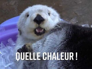 Le bain de glace de la loutre de mer