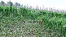 Breshëri shkatërron të mbjellat në Elbasan , fermerët: Kërkojmë kompensim të dëmeve