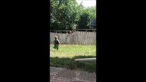 Hilarant : quand ton enfant joue à la balle avec le chien du voisin