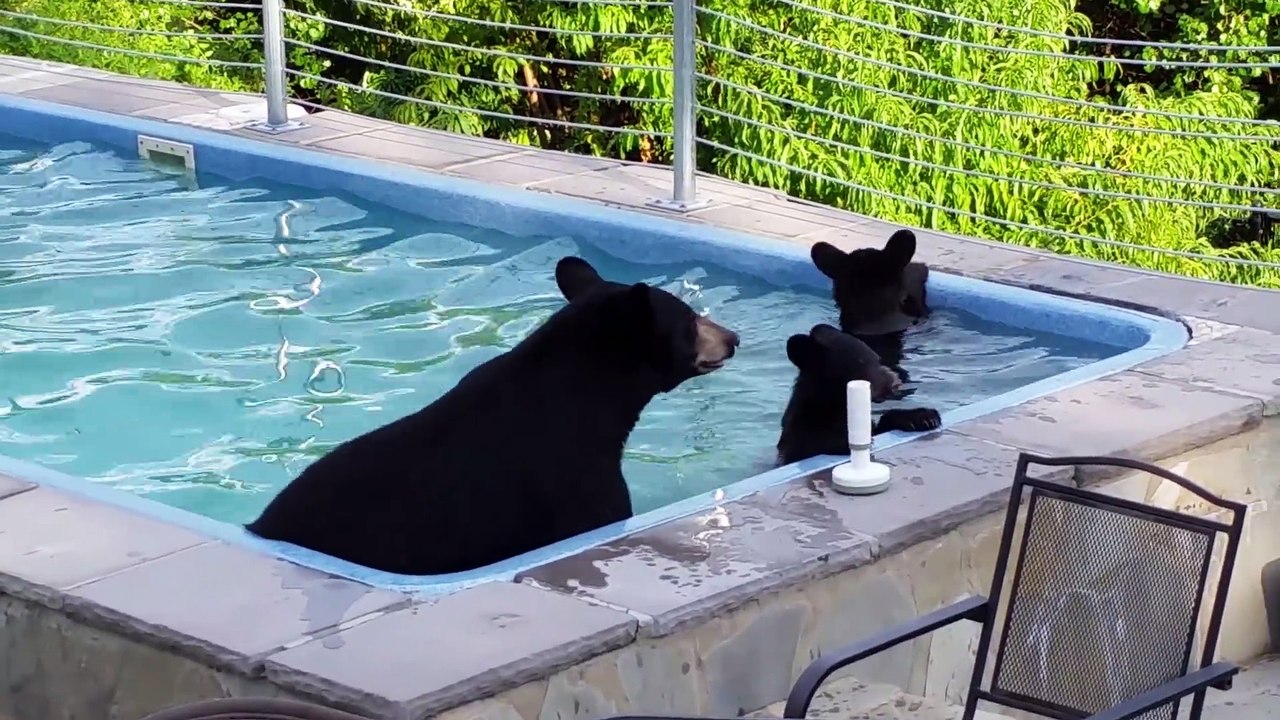 Insolite : un ours et ses petits se rafraîchissent dans une piscine