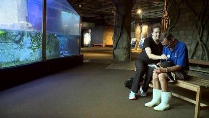 Acupuncture Eases Penguin's Arthritis Pain at Audubon Aquarium