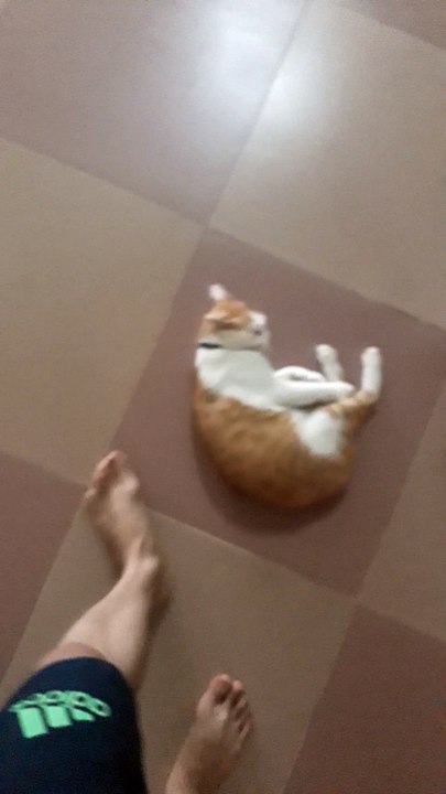 Cat Thinks He's a Ball