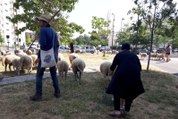 Des moutons au pied des tours de Seine-Saint-Denis