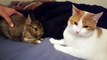 Jealous Cat Envious Of The Attention The New Bunny Is Getting From Owner