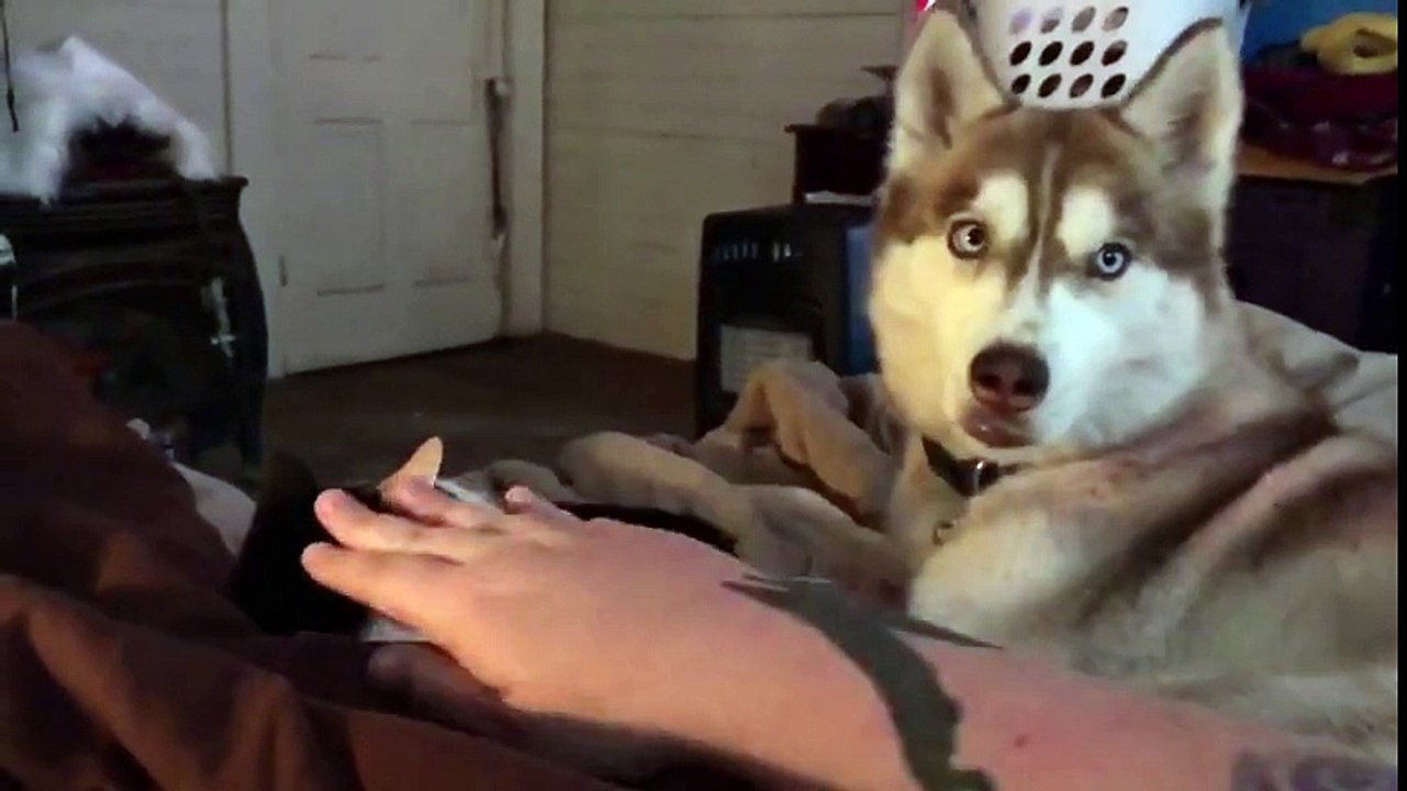 Jealous husky refuses to let owner pet cat