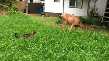 This Cat Stalks A Deer But Ends Up Falling In Love With It!