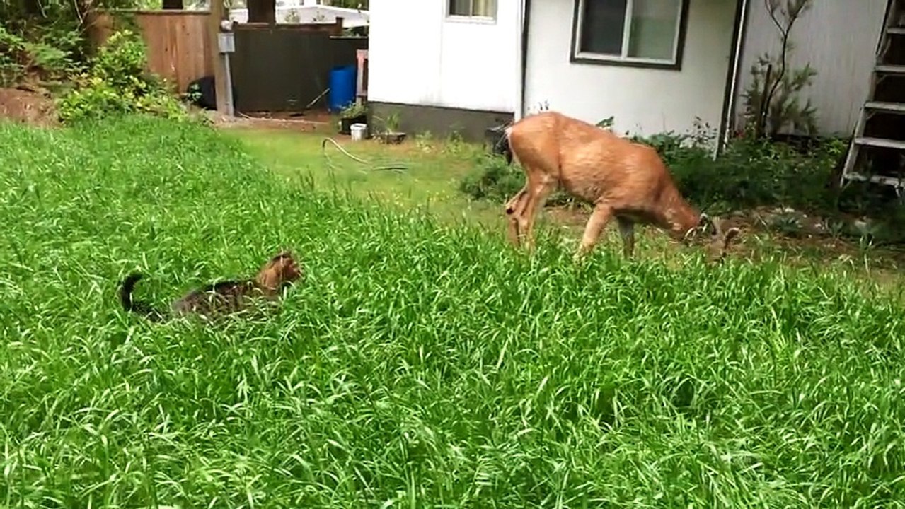 This Cat Stalks A Deer But Ends Up Falling In Love With It!