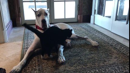 Patient Great Dane gets pestered by noisy cat