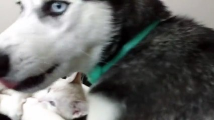 Husky and kitten share precious playtime moment