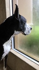 Cat and Great Dane take shower together