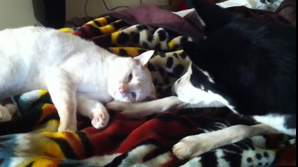 Annoying Husky Won’t Let Sleepy Cat Take A Nap