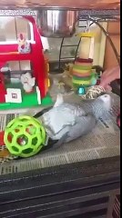 African Grey parrot plays like a puppy