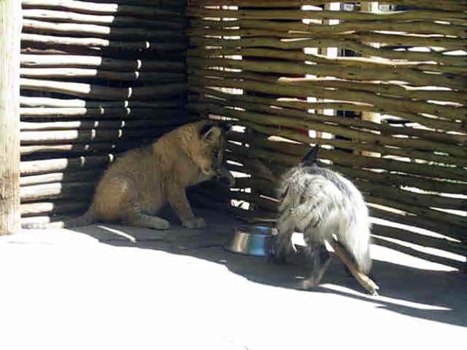 Hyena pup plays with stick twice her size
