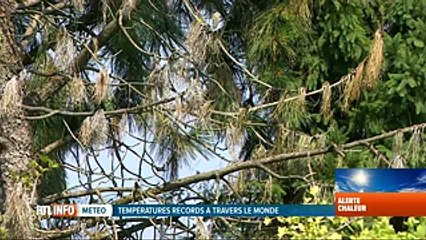 Canicule: les arbres souffrent aussi de la chaleur