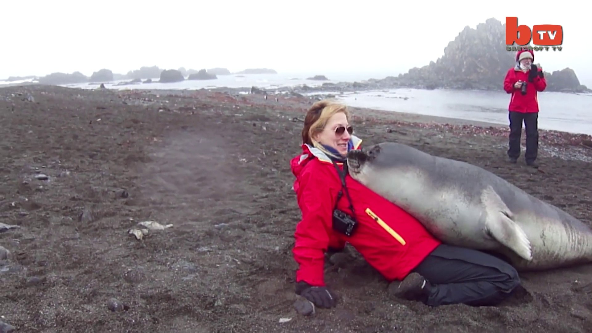 Ce Bebe Elephant De Mer Est Tres Calin Gros Bisous Video Dailymotion