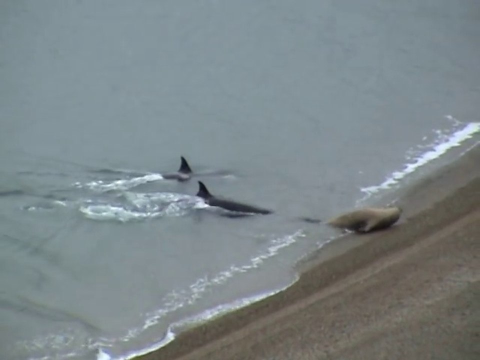 Ces 2 orques viennent jusque sur la plage pour attraper un lion de mer