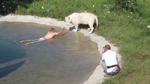 Ce dresseur se baigne avec ses lions