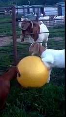 Goat plays with a yoga ball